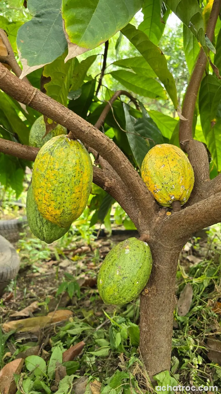 Champs de cacao à Guessihio - Gagnoa